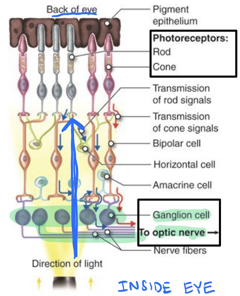 <ul><li><p>Composed of photoreceptors </p></li><li><p><span style="color: rgb(9, 164, 81);">Optic nerve (CN ll)</span> is made up of the axons of the <span style="color: rgb(12, 190, 86);">retinal ganglion cells</span></p></li></ul><p></p>