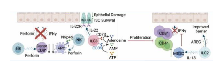 <p>NK cells</p><ul><li><p>protect from graft vs host disease and promote graft vs host leukemia</p></li><li><p>impare APC and T cell funciton</p></li></ul><ul><li><p><span style="background-color: transparent; font-family: "Open Sans", sans-serif;"><strong>ILC2s</strong></span></p><ul><li><p><span style="background-color: transparent; font-family: "Open Sans", sans-serif;">Barrier maintenance</span></p></li><li><p><span style="background-color: transparent; font-family: "Open Sans", sans-serif;">Induce anti-inflammatory myeloid cells (myeloid-derived suppressor cells, MDSCs)</span></p></li></ul></li><li><p><span style="background-color: transparent; font-family: "Open Sans", sans-serif;"><strong>ILC3s</strong></span></p><ul><li><p><span style="background-color: transparent; font-family: "Open Sans", sans-serif;">Recipient-derived ILC3s protect gut tissue from GVHD</span></p></li><li><p><span style="background-color: transparent; font-family: "Open Sans", sans-serif;">Barrier &amp; stem cell protection</span></p></li><li><p><span style="background-color: transparent; font-family: "Open Sans", sans-serif;">Inhibit T cells</span></p></li></ul></li><li><p><span style="background-color: transparent; font-family: "Open Sans", sans-serif;"><strong>γδ T cells</strong> may help engraftment &amp; be protective against GVHD (conflicting data)</span></p></li></ul><p></p>