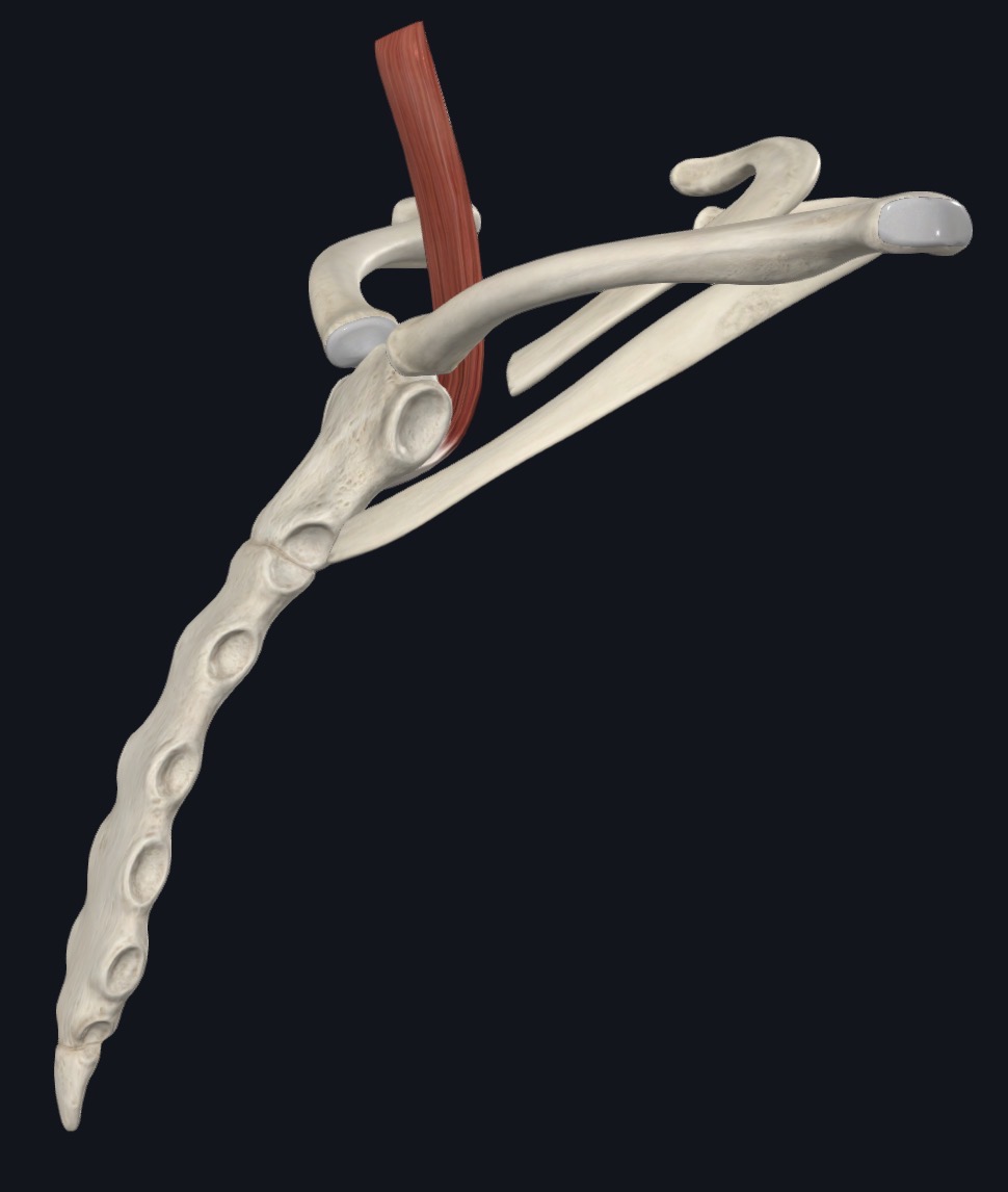 <p>Depresses hyoid and larynx</p>