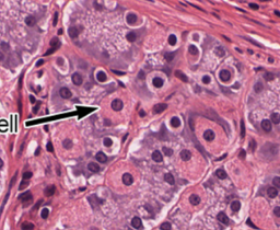 <p>what cell is arrow pointing to (gastric gland)</p>