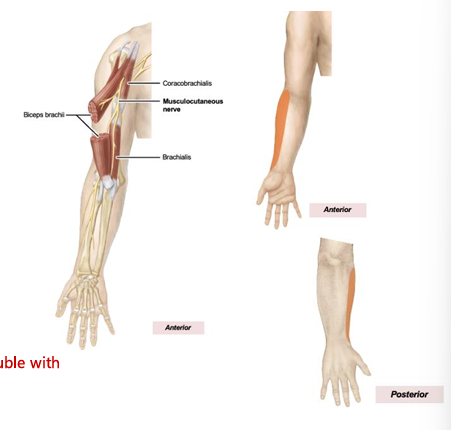 <p>sensory: lateral forearm, motor: most muscles of the anterior compartment of the arm: coracobrachialis, biceps brachii, brachialis. FOR DONOR: shortest one on the M</p>