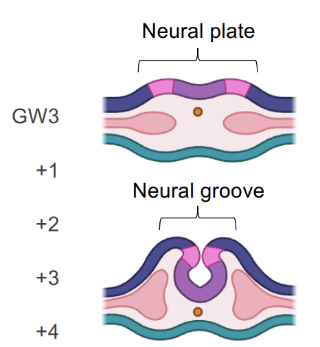 <ul><li><p>Brain development begins </p></li><li><p>Ectoderm thickens to form the neural plate</p></li><li><p>Neural plate folds inwards to form neural groove</p></li></ul><p></p>
