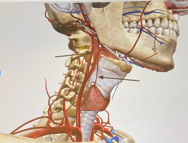 <p>left arrow</p><p>right arrow</p><p>What is the tiny branch artery</p>