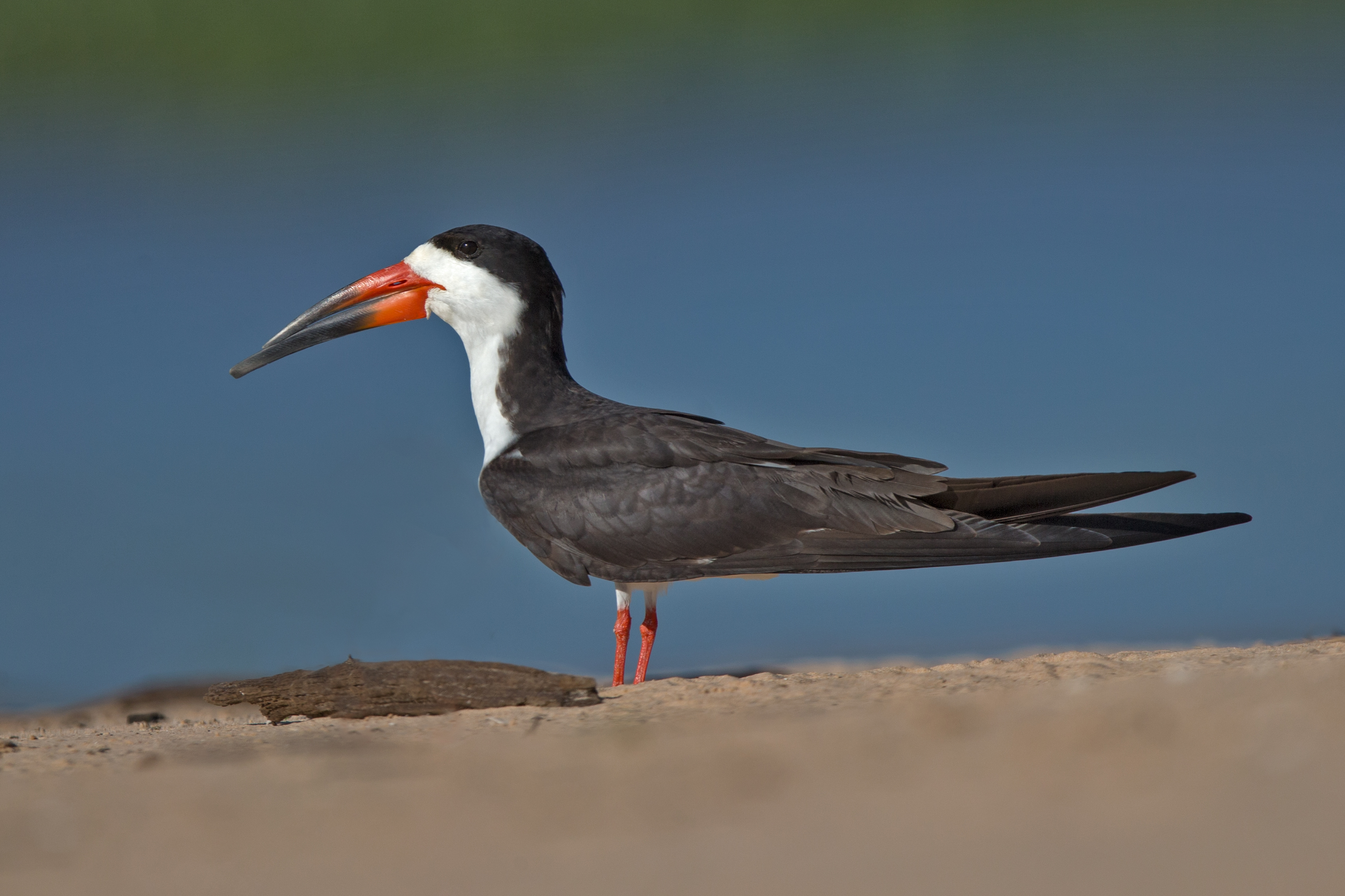 <p>What bird is this?</p>