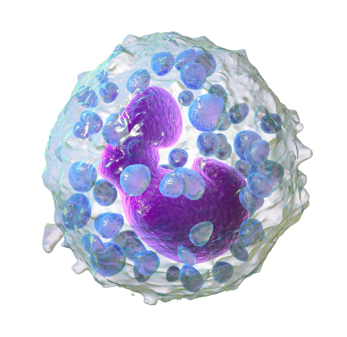 <p><span style="background-color: transparent;">Cells that have fewer and larger granules as eosinophils, but have the same size and shape of nuclei. The granules release histamine and heparin. They function in inflammation (heat, redness, pain, swelling). Histamine and heparin bring more blood to the inflamed area, producing the signs of inflammation. They are rare, only representing 1% of the leukocyte population.</span></p>