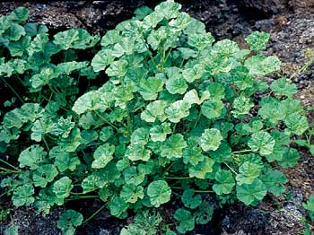 <p>Identify the weed</p>