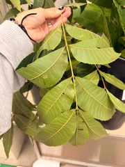 <p>Produces nuts! Odd pinnately compound leaf. Massive tree. Raised verticle bark.</p>