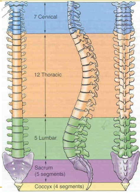 <ul><li><p>cervical (7)</p></li><li><p>thoracic (12)</p></li><li><p>Lumbar (5)</p></li><li><p>sacrum (5 fused)</p></li><li><p>Coccyx (4 fused)</p></li></ul><p></p>