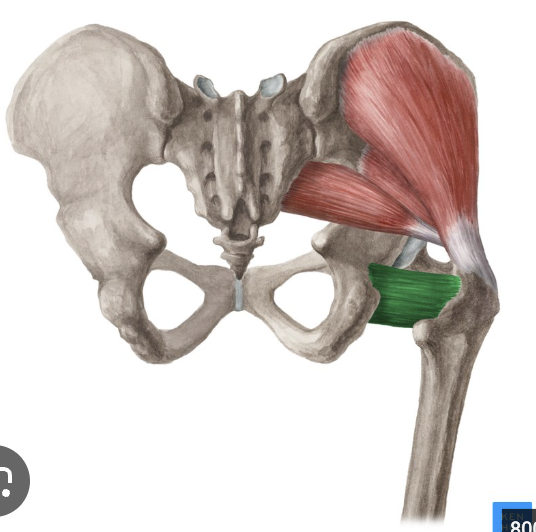 <p>-o: Ischial tuberosity (lateral)</p><p>-i: Intertrochanteric crest</p><p>-act: LR hip</p><p>-in: Nerve to quadratus femoris (L5-S1)</p>