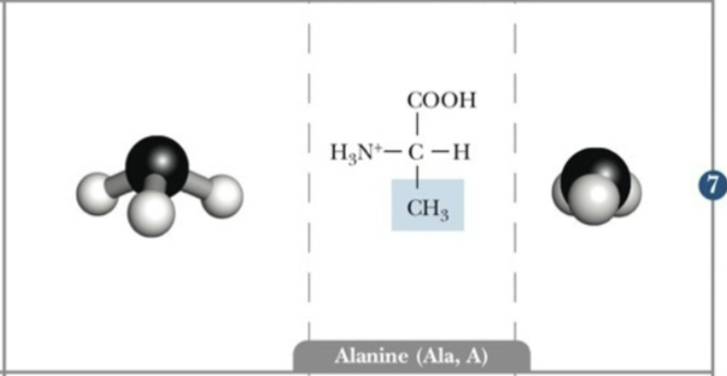 <ul><li><p>non polar</p></li><li><p>hydrophobic</p></li></ul><p></p>