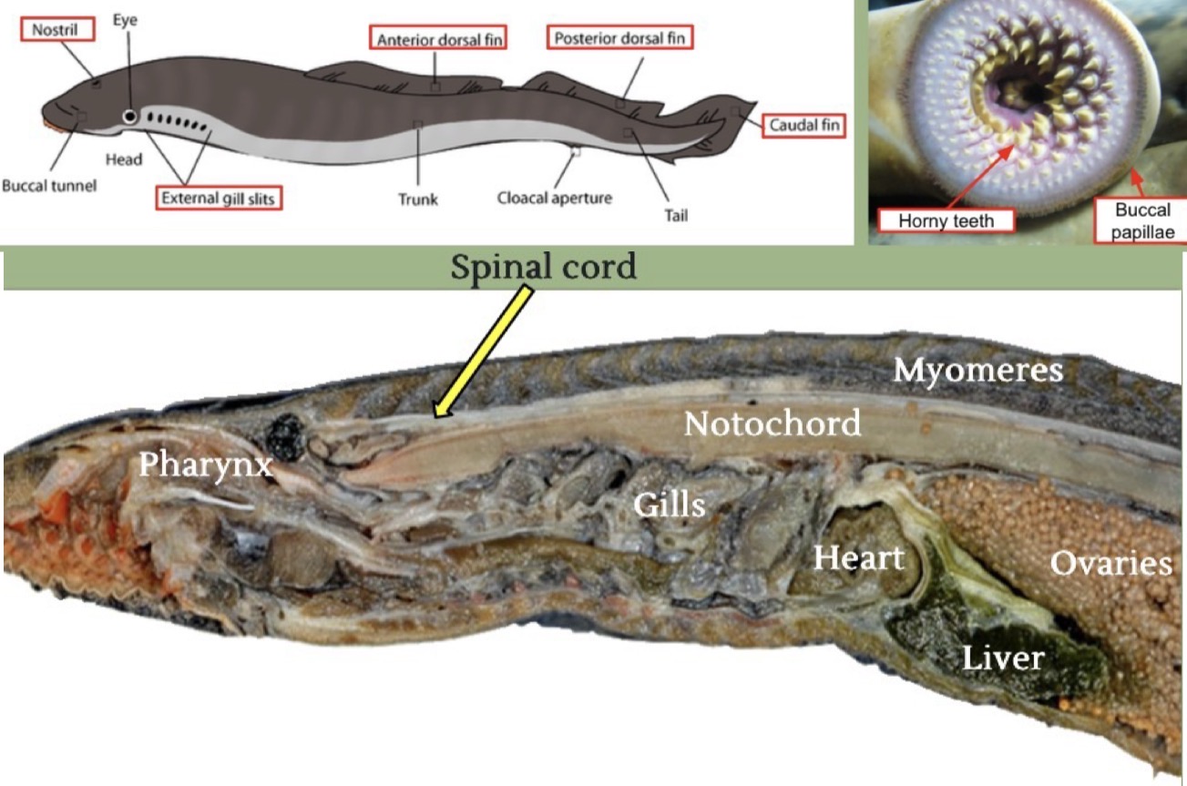 <p></p><p>fins —> no paired fins, locomotion</p><p>gill slits —> openings to allow water flow to gills</p><p>nostril —> chemosensory organ serving olfactory function</p><p>buccal papillae —> finger like projections surrounding buccal cavity, creates a seal and good attachment to the host</p><p>horny teeth —> multiple rows, attachment to host</p><p>pharynx —> connects mouth to esophagus, enables respiration when attached to the host</p><p>gill bars —> respiration</p><p>heart —> circulation of blood</p><p>myomeres —> muscle tissue, allows for lateral undulation</p><p>notochord —> structural support</p><p>spinal cord —> CNS</p><p>liver —> secretes bile, accessory digestive organ</p><p>Gonads —> reproduction</p>