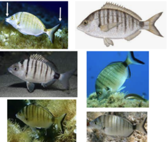 <p>Sharpsnout seabream</p>