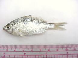 <p>Family Gerreidae (mojarras) - <em>Eucinostomus argenteus</em></p>