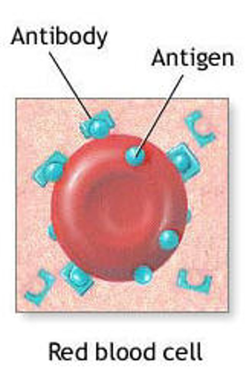 <p>An antibody with 2 identical binding sites, allowing for clumping of pathogens</p><p>- Prevents pathogens from infecting cells</p><p>- Allows phagocytes to more easily identify</p>