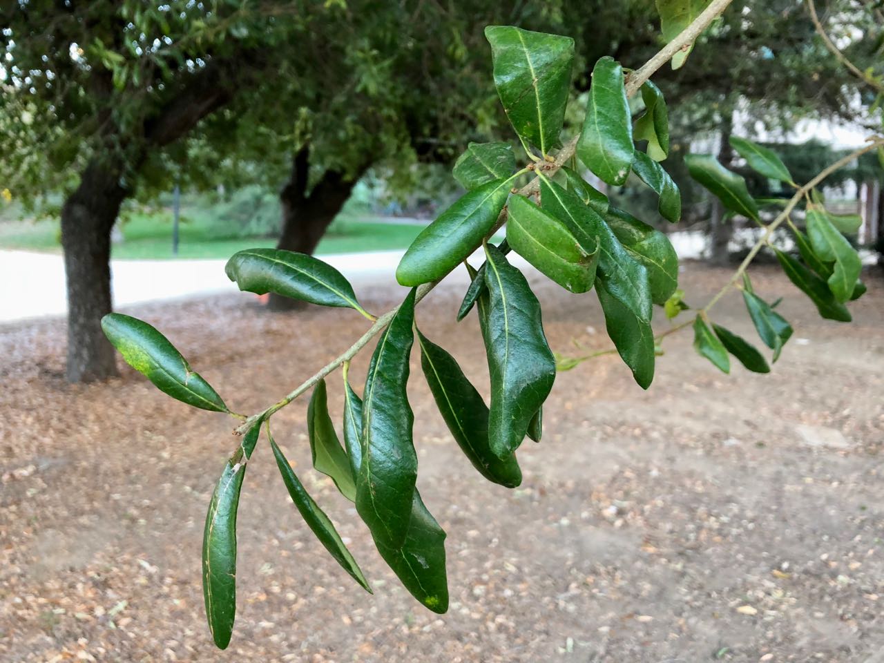<p>live oak</p>