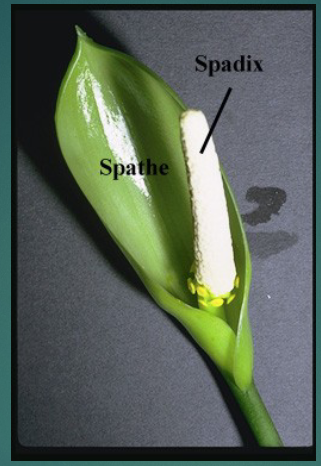 <p><span>modified spike with unisexual fls; usually both male and female</span></p><p><span>Double spadix (Cattails only)</span></p>