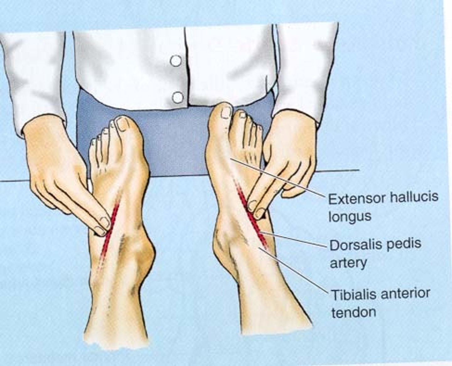 <p>top of foot</p>