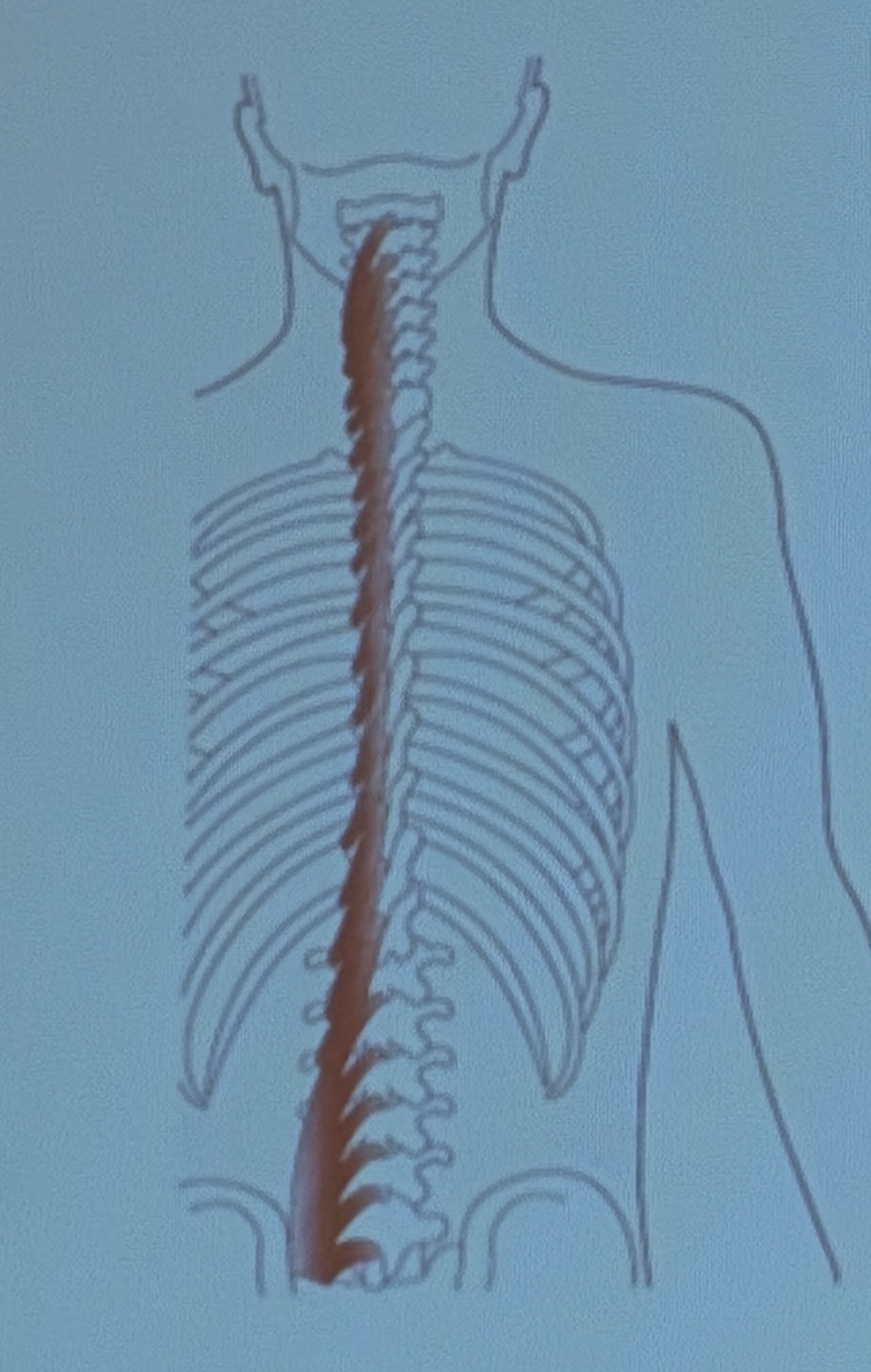 <p>Muscle name?</p>