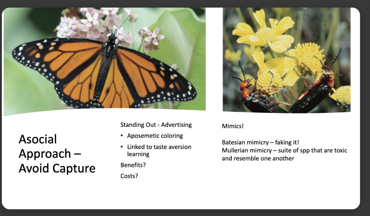 <p>avoids capture!</p><p>-conspicuous behavior</p><p>-honest signaling </p>