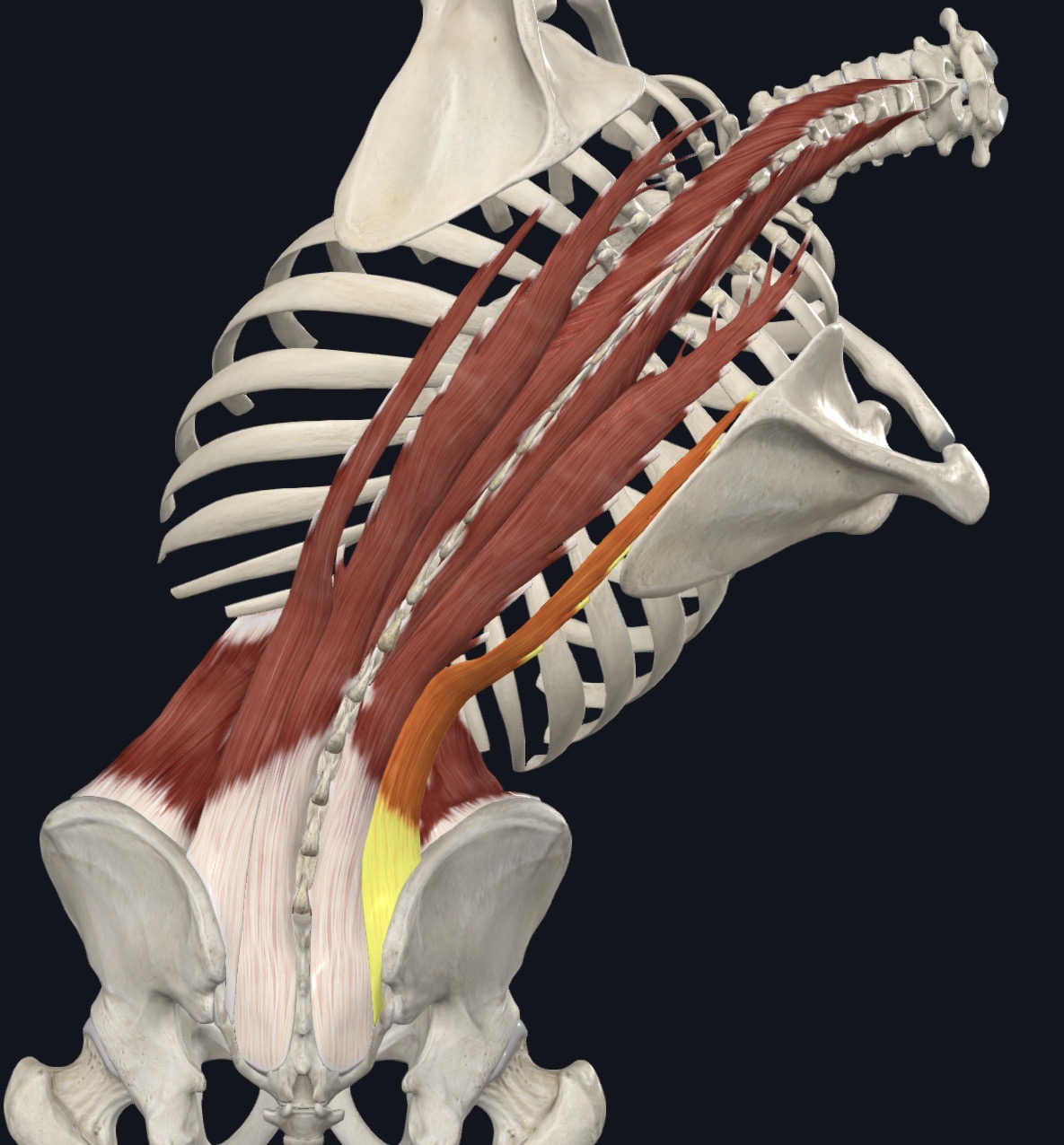 <p><strong>Unilateral:</strong> Ipsilateral lateral flexion &amp; Ipsilateral rotation</p><p><strong>Bilateral:</strong> Extension</p>