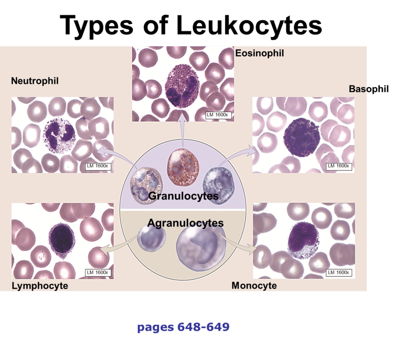 <p>WBC</p>