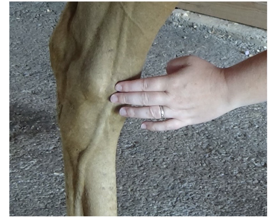 <p>what joint is being palpated?</p>