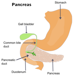 <p>duodenum; pancreatic duct</p>