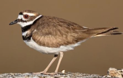 <p>Species, family, order?</p>