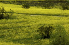<p>field</p>