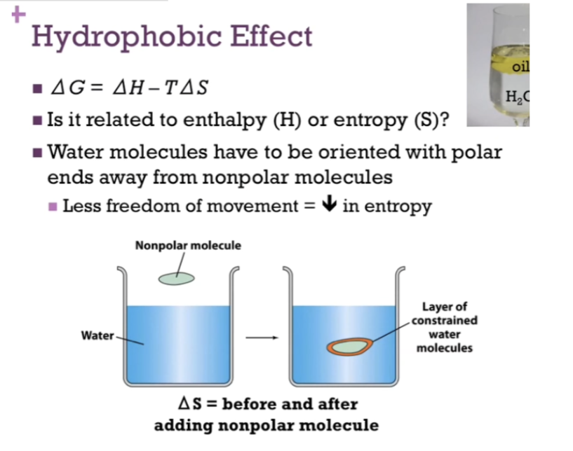 <p><span><strong>Layer of CONSTRAINED water molecules around NON-POLAR molecules = represents a DECREASE in ENTROPY!</strong></span></p><p><br><span style="background-color: transparent;">BUT: Water around Na and Cl seemed to be ordered around THEM, they still had freedom of MOVEMENT to interact with one another to form and reform hydrogen bonds to associate and dissociate with those ions.&nbsp;</span></p><p></p>