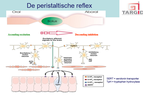 <p><span>Autonome peristltische reflex aanwezig (trigger ontstaat in het orgaan en er is een effect te zien in orgaan – bv kniepees reflex)</span></p><p style="text-align: left;"></p><p style="text-align: left;"><span>In de darm <strong><em>gebeurt los van het CZS.</em></strong></span></p><p style="text-align: left;"><span>Uitzetten van darm oiv een voedselbolus / pellet geeft aanleiding tot stimuleren van een EC-cel die serotonine (5-HT) secreteert.</span></p><p style="text-align: left;"></p><p style="text-align: left;"><span>Serotoninereceptor maakt connectie met een IPAN.</span></p><p style="text-align: left;"><span>Actvatie van het sensorisch neuron zorgt voor activatie van een reflexboog in 2 richtingen:</span></p><p style="text-align: left;"></p><p style="text-align: left;"><span>1: in aborale richting (descending) zal er een inhibitie zijn zodat de bolus vooruit eduwd kan worden.</span></p><p style="text-align: left;"><span>Interneuron connecteerd met een inhibitoir motorneuron wat dan inhiberende NT’s vrijzet (NO, VIP) zodat gladde spiercel ontspant.</span></p><p style="text-align: left;"></p><p style="text-align: left;"><span>2: Aan orale zijde een contractie dat viaeen ander interneuron gaat.</span></p><p style="text-align: left;"><span>Excitatoir motorneuron stimuleren waarbij secretie van Ach en substance P aanleiding geeft tot contractie darm.</span></p><p style="text-align: left;"></p><p style="text-align: left;"><span>———</span></p><p style="text-align: left;"><span><strong><em>Deze pristaltische reflex is ook aanwezig in de slokdarm, maar daar is het NIET los van centrale invloed.</em></strong></span></p>