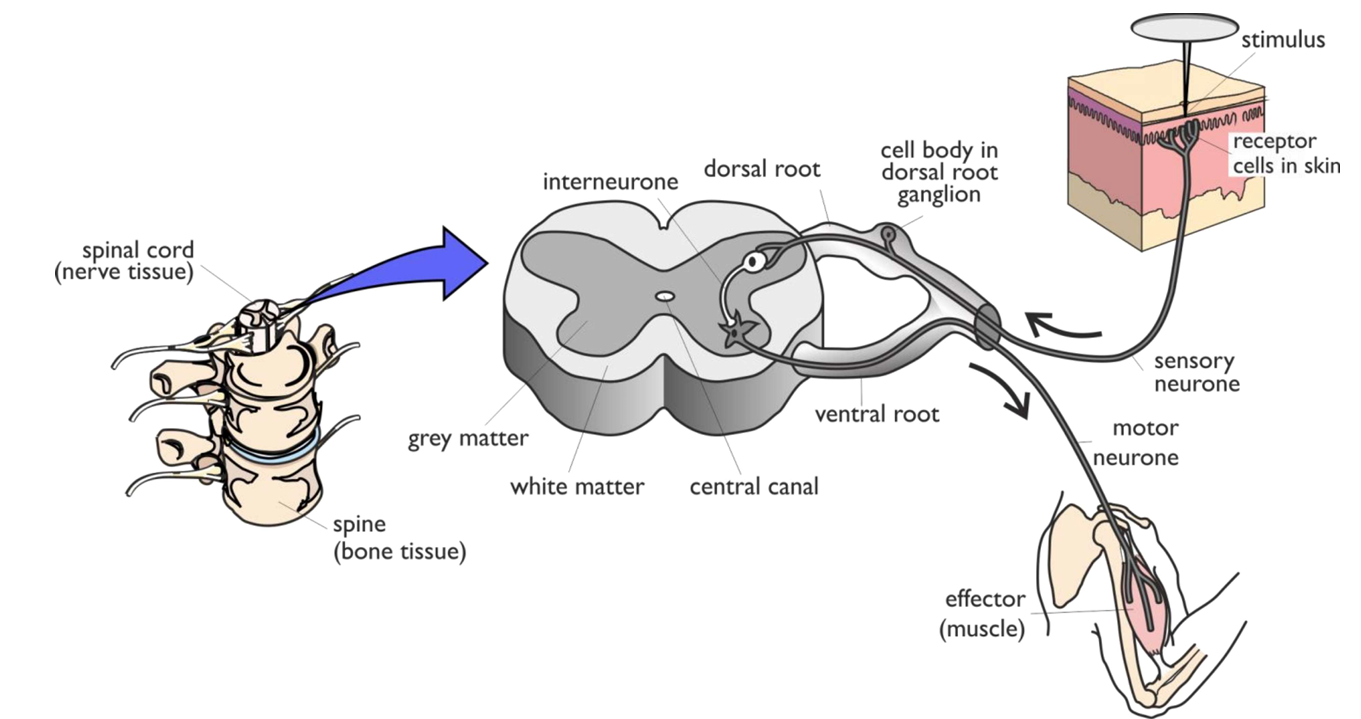 <ul><li><p><span style="line-height: 115%;">Sensory neurones always enter the spinal cord through the <strong>dorsal root</strong>, which contains the dorsal root ganglion</span></p></li><li><p class="MsoListParagraphCxSpLast" style="text-align: justify;"><span style="line-height: 115%;">Effector/motor neurones always leave the spinal cord through the<strong> ventral root</strong> (their cell bodies are at the end of the cell in the grey matter of the spinal cord)</span></p></li></ul><p></p>