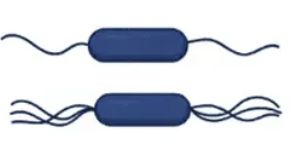 <p>MOTILITY: What type of flagellation is this? Give an example organism </p>