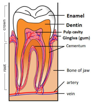 <ul><li><p>Crown</p></li><li><p>Enamel (hard, protects tooth)</p></li><li><p>Dentin (calcified connective tissue)</p></li><li><p>Cementum (covers the dentin in the root)</p></li><li><p>Pulp cavity (has blood vessels &amp; nerves)</p></li><li><p>Gingivae (gums) (provides seal around tooth)</p></li><li><p>Bone of jaw</p></li><li><p>Root</p></li></ul><p></p>
