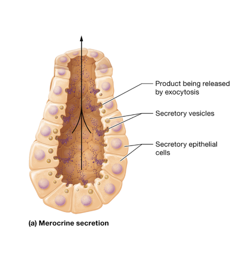 <p>package their products in secretory vesicles for release by exocytosis</p>