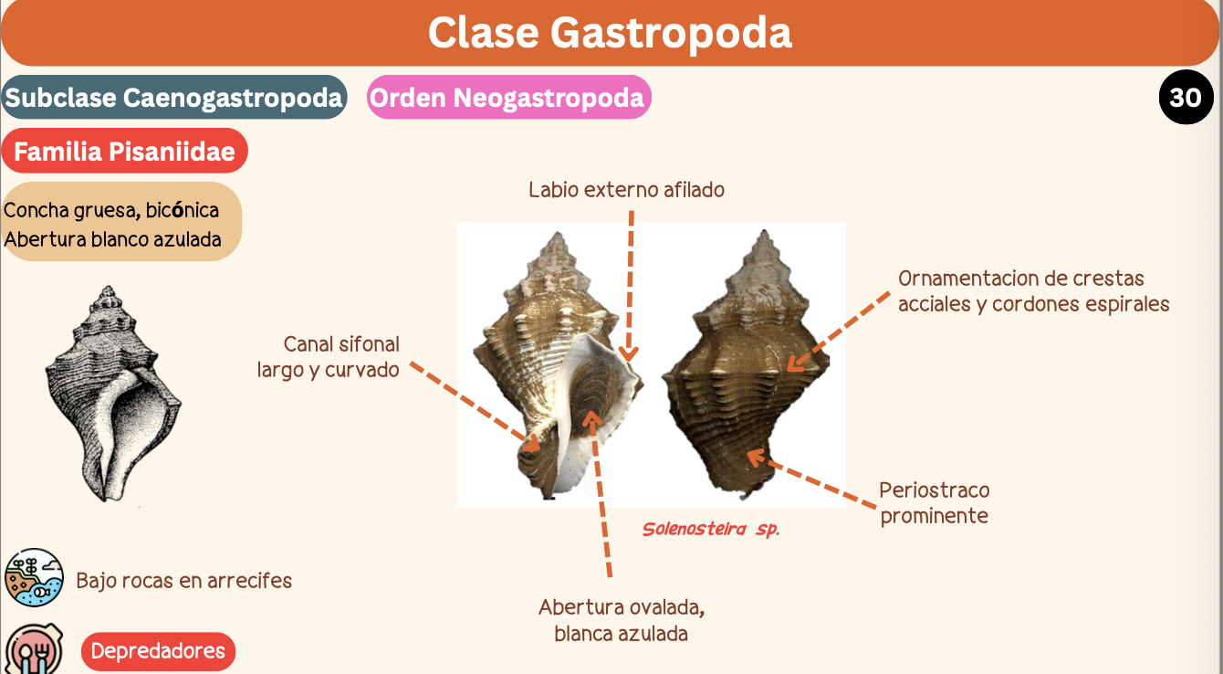 <p><strong>FILO </strong>Mollusca<strong><br>CLASE </strong>Gastropoda<br><strong>SUBCLASE </strong>Caenogastropoda<br><strong>ORDEN </strong>Neogastropoda<br><strong>FAMILIA </strong>Pisaniidae<br><strong>GÉNERO </strong><em><u>Solenosteira so</u></em><strong><br>CARACTERÍSTICAS </strong><br><strong>RÁDULA </strong>Raquiglosa<strong><br>ALIMENTACIÓN </strong>Depredadores<strong><br>HÁBITAT </strong>Bajo rocas en arrecifes</p>