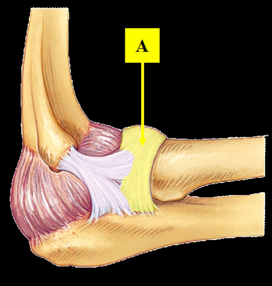 <p>ring-shaped band of connective tissue below the elbow joint that encircles the head of the radius</p>