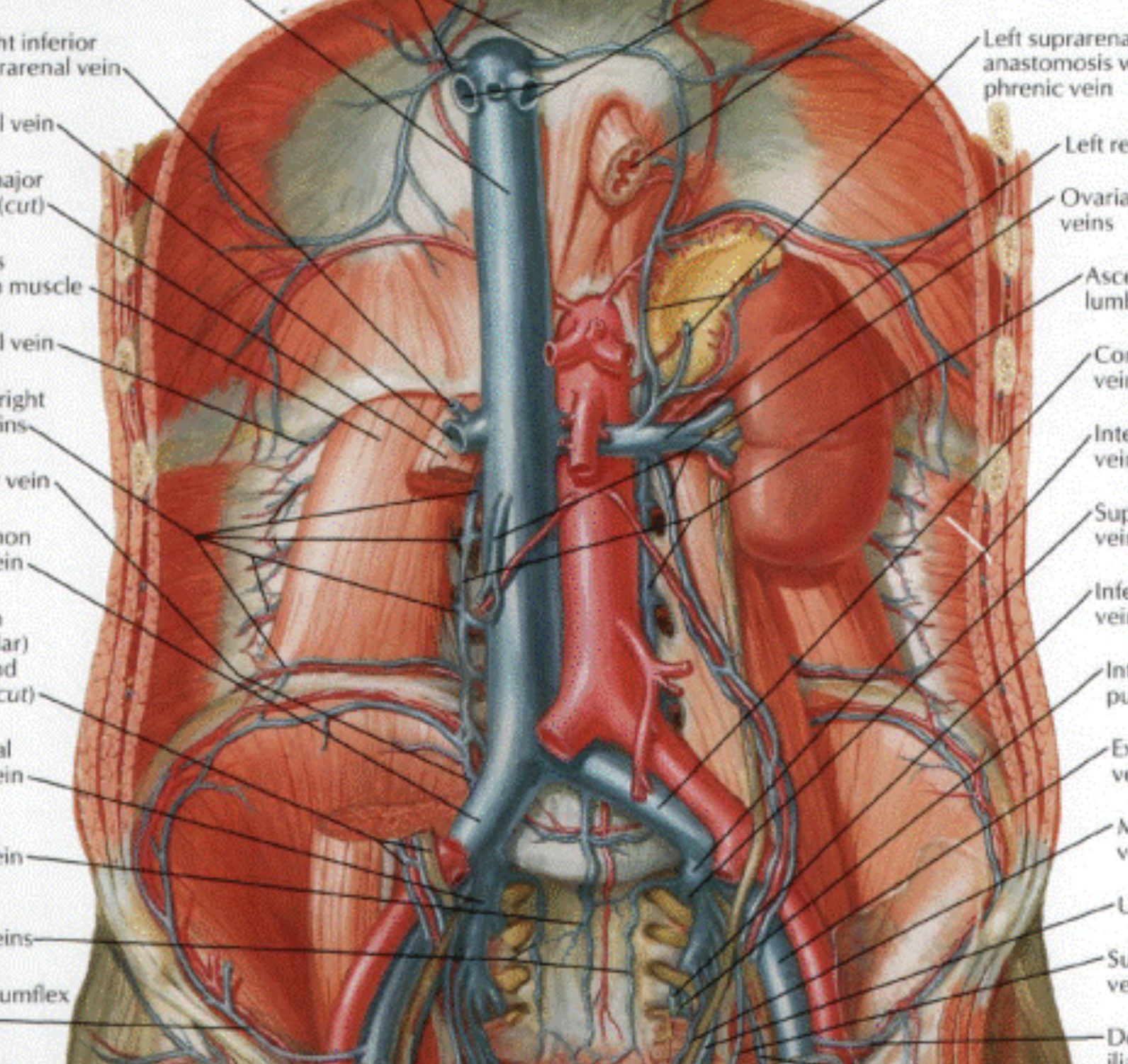 <p>Right common iliac artery, root of mesentery, right testicular/ovarian artery, superior part of duodenum, bile duct, portal vein, and liver.</p>