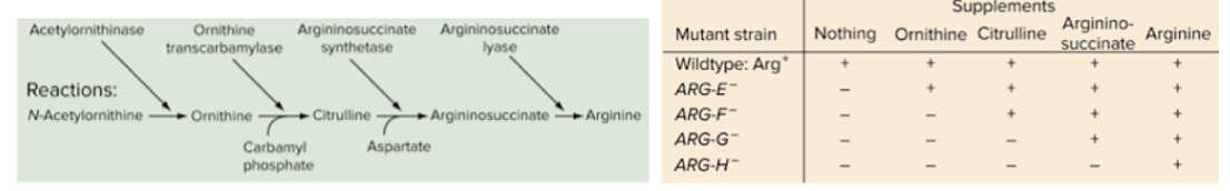 <p><span style="background-color: transparent;">The green box describes the enzymatic pathway that produces arginine. The orange box describes results from testing whether growth of particular mutant strains of yeast can be reduced with precursor to arginine. According to these results, which enzyme does ARG-F code for?</span></p>
