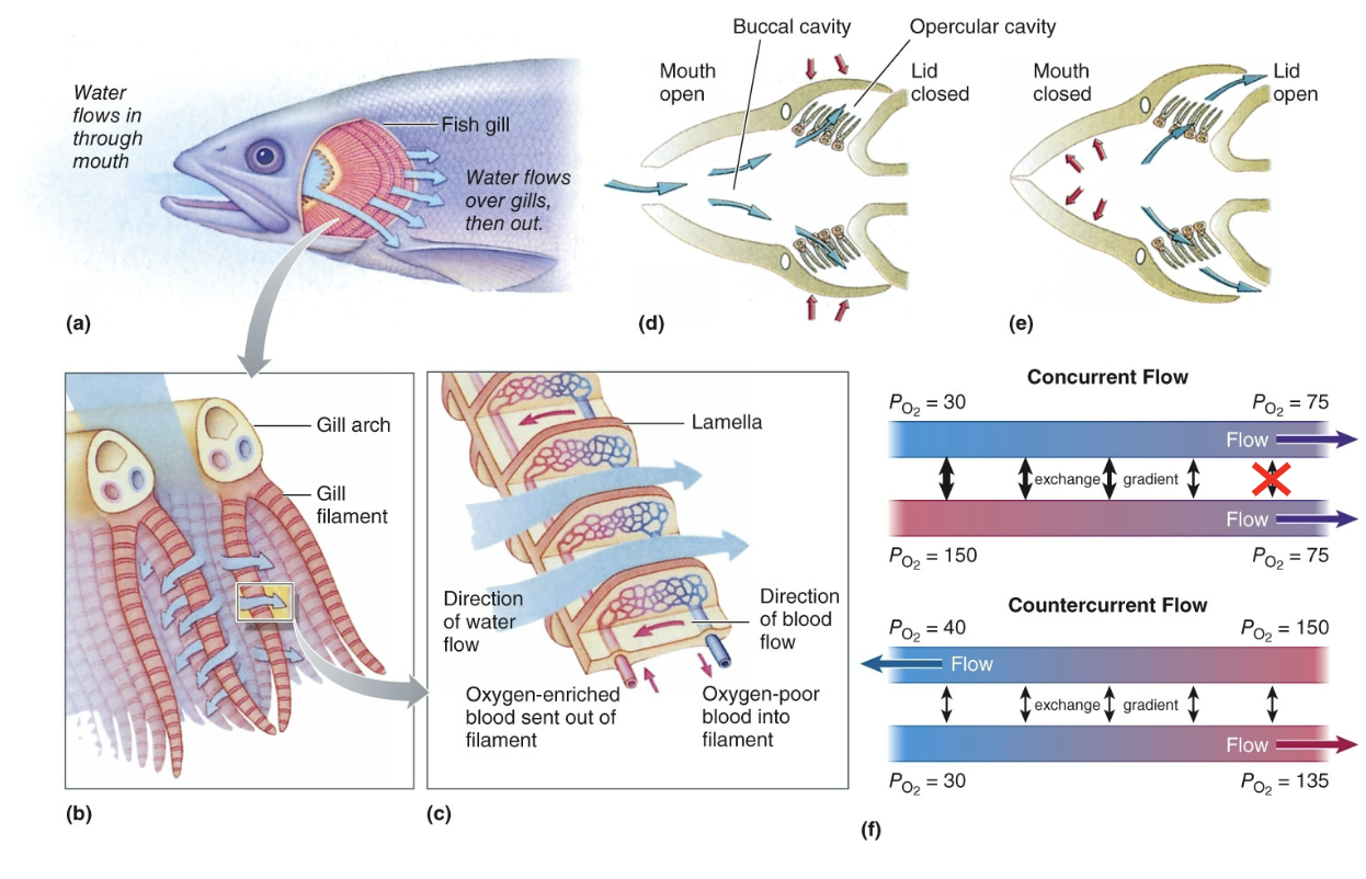 <p>Unidirectionally</p><p>Through mouth cavity and gill slits, over the gills, and out from under the opercular flaps</p><p>Blood flows through each lamella in the opposite direction, a countercurrent system</p>