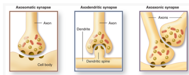 <p>Axosomatisch (tussen axon en perikaryon, axodendritisch(tussen axon en dendriet), axoaxonisch (tussen 2 axonon, synaps tussen axon en effectorcel(klier, spiercel)</p>