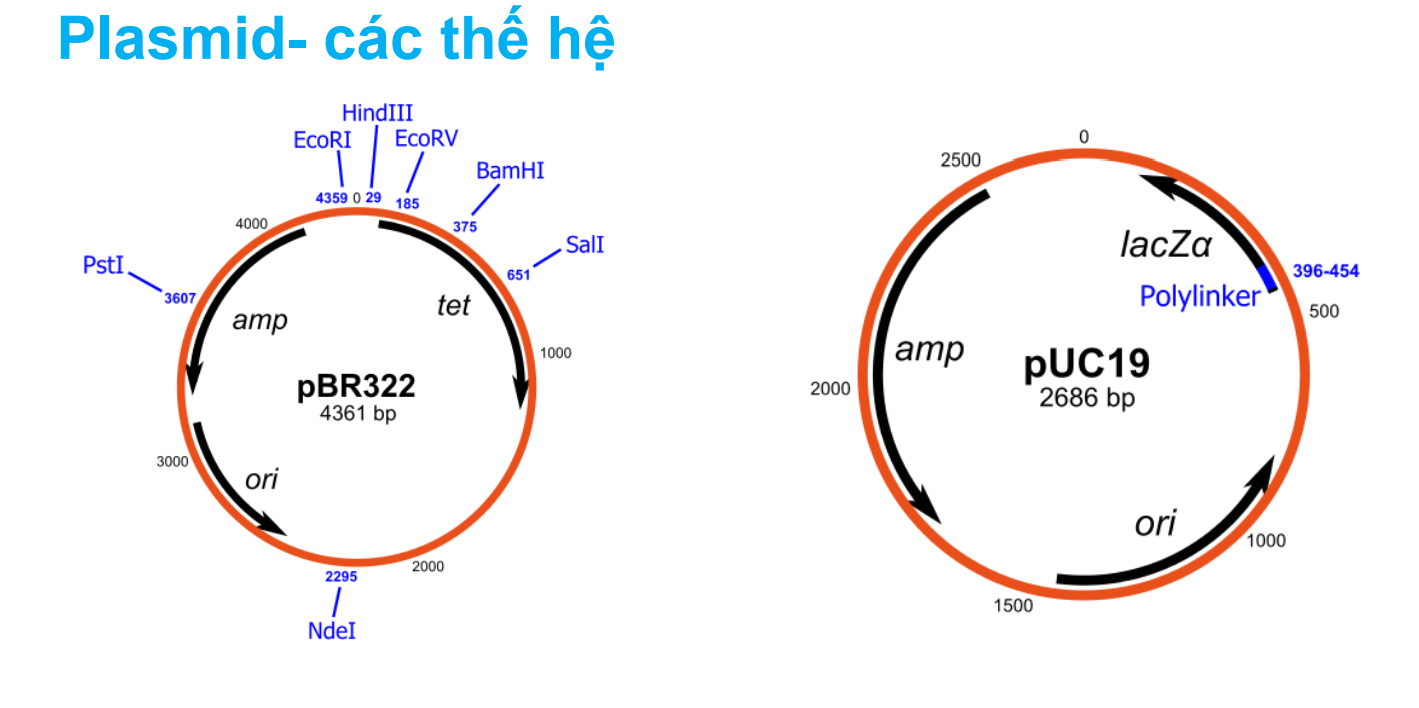 <p>Plasmid pbr 322</p>