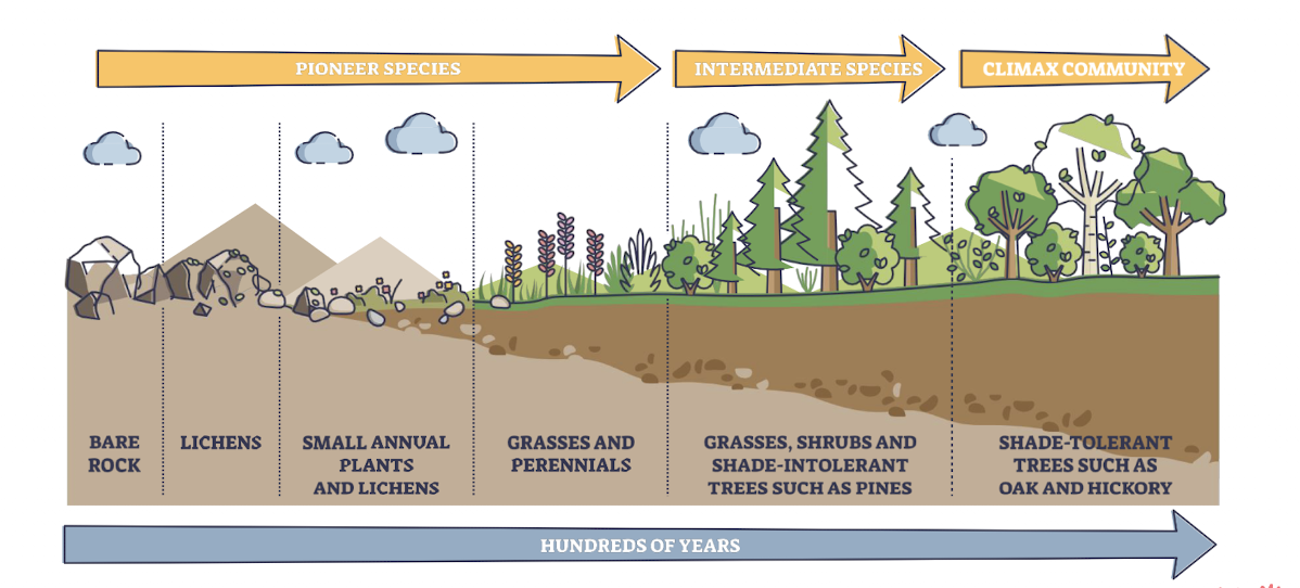 <p>occurs on barren land</p><p>ecosystem pioineers (primary producers typically) help develop a layer of soil and facilitate (or inhibit) colonization</p><p>birdSs help bring nitrogen and phosphorus</p><p>**LONG PROCESS</p>