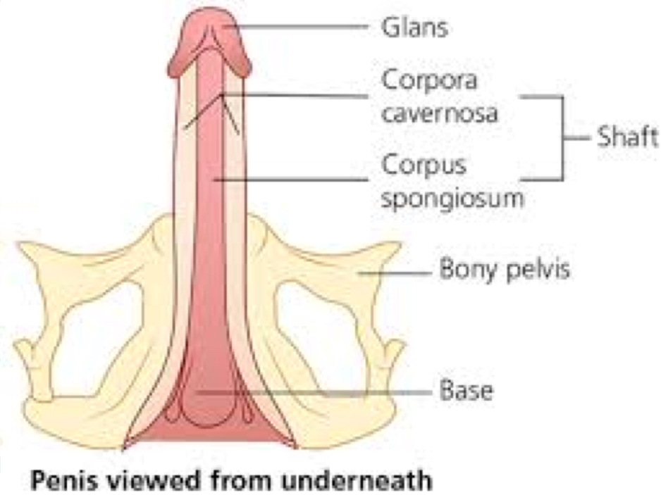 <p>spongey erectile tissue</p><ul><li><p>smooth muscle</p></li><li><p>endothelial cell</p></li><li><p>“caverns” that fill with blood to create rigidity (stiffens) during an erection</p></li></ul><p></p>