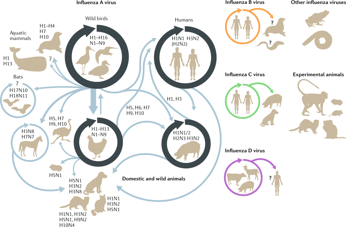 <p>Narrow-Salmonella typhi infects humans only</p><p>Broad-Salmonella typhimurium infects other animals in addition to humans </p>