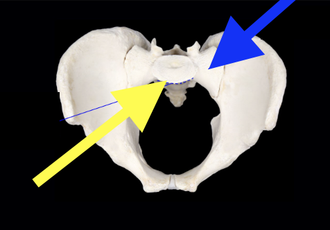 <p>identify the yellow arrow </p>