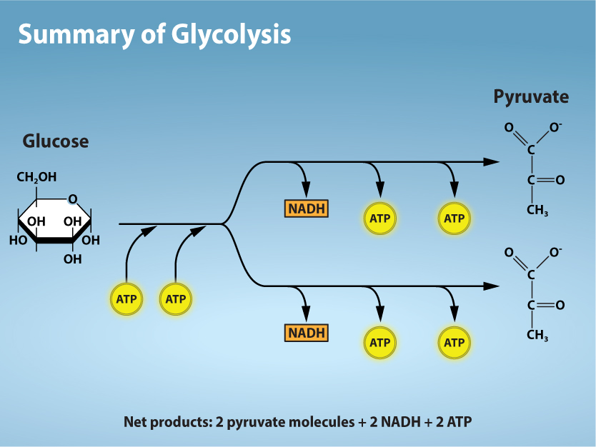 <p>takes glucose (C-C-C-C-C-C) and splits it evenly into 2 halves</p><ul><li><p>each half (C-C-C) is called pyruvic acid</p></li></ul><p>In process</p><ul><li><p>NAD+ turns to NADH for both halves → ETC</p></li><li><p>ADP is phosphorylated into ATP (4 atp made but 2 of the atp are used to make it) net atp is 2</p></li><li><p>then pyruvate goes to the Kreb’s cycle</p></li></ul><p>about 9 different steps processed</p><p>just need to know big picture</p><p>loading up dumptrucks and making some atp</p><p>make a tiny bit of atp and each pyruvate give 8 nadh and 2 fadh2</p><p></p><p>What are the starting and end products of glycolysis? Where does glycolysis occur? How many ATP (net) are produced as a result of glycolysis?</p><ul><li><p><span><strong>Start:</strong> Glucose</span></p></li><li><p><span><strong>End:</strong> 2 pyruvate + 2 NADH + <strong>2 ATP (net)</strong></span></p></li><li><p><span><strong>Location:</strong> Cytoplasm</span></p></li><li><p><span><strong>Purpose:</strong> Break glucose in half and generate small amounts of ATP + NADH for later steps</span></p></li></ul><p></p>
