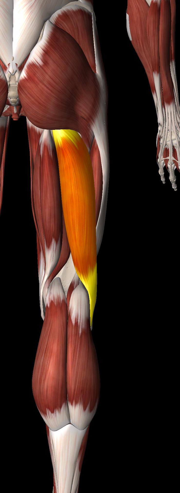 <p>What muscle is this?</p>