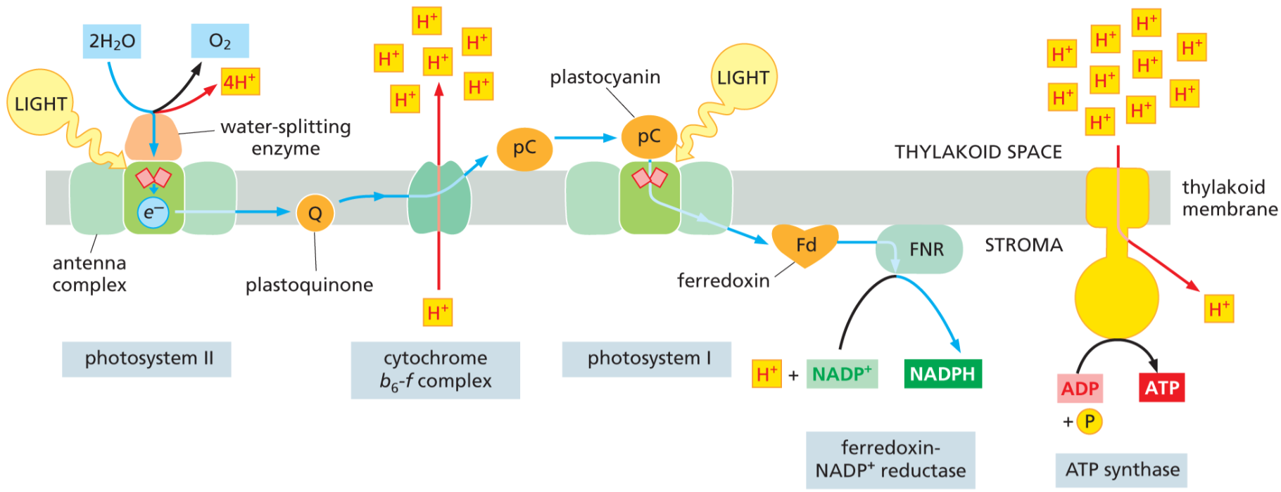 <p>Convert light energy into ATP and NADPH for carbon fixation in stage 2 of photosynthesis</p><ul><li><p>ultimately wants to produce sugars</p></li></ul><p></p>