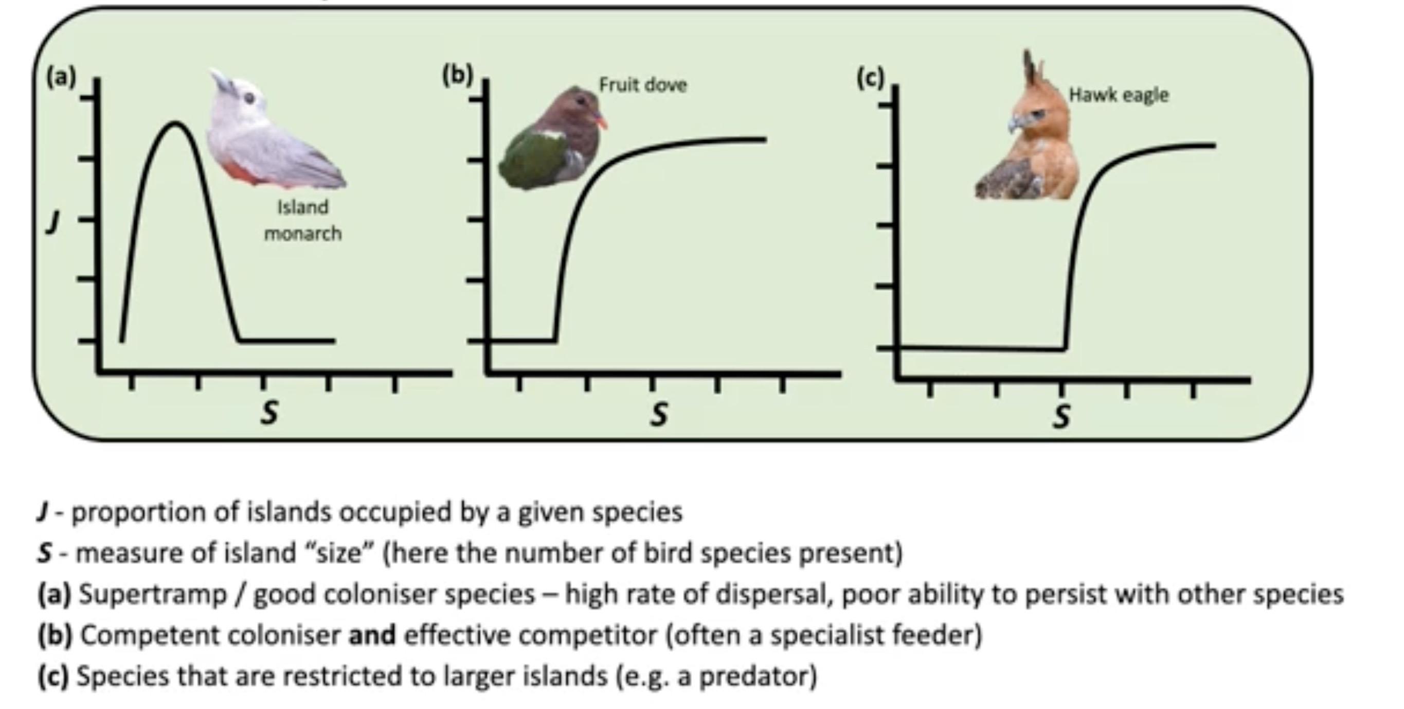 <p>relationship between species and island size</p>